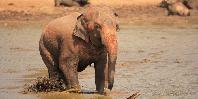 Elephant in Udawalawe National Park