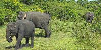 Asian elephants Asian elephants