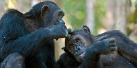 Chimpanzees Chimpanzees