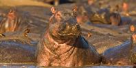 Hippos Hippos