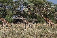 Camp visitors