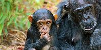 Chimps