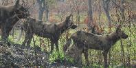 Wild dogs Wild dogs