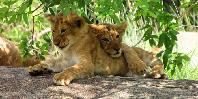 Game drive