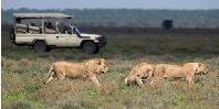 Game drive
