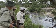 Resident hippos