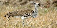 Strange birdlife