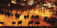 Wildebeest