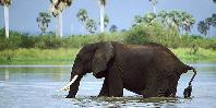 Rufiji River