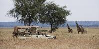 Game drive
