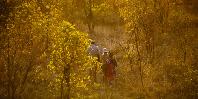 Bush walk