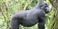 Gorilla