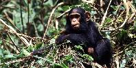Chimpanzee tracking Chimpanzee tracking