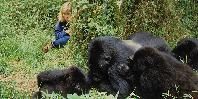 Gorillas Gorillas