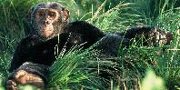 Chimpanzee Chimpanzee