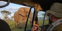 Game drive Game drive