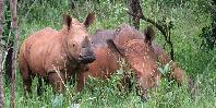 White rhinos White rhinos