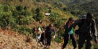 Gorilla trekking Gorilla trekking