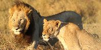 Lions in the Masai Mara
