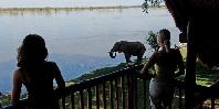 Wildlife on your doorstep