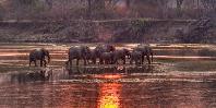 Elephants in the water Elephants in the water