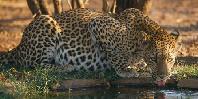 Leopard drinking Leopard drinking