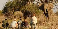 Walking safari Walking safari
