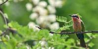 Bird life Bird life