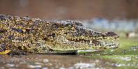 Crocodile