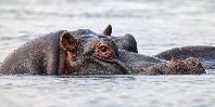 Hippos