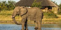 Waterhole