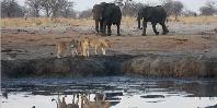 Waterhole