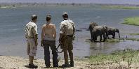 Walking safari