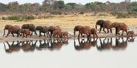 Elephants in Hwange
