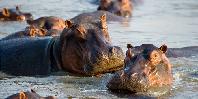 Hippos in the Zambezi