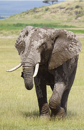 tusk