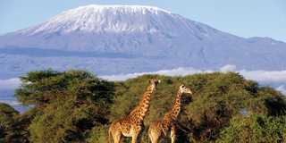 amboseli