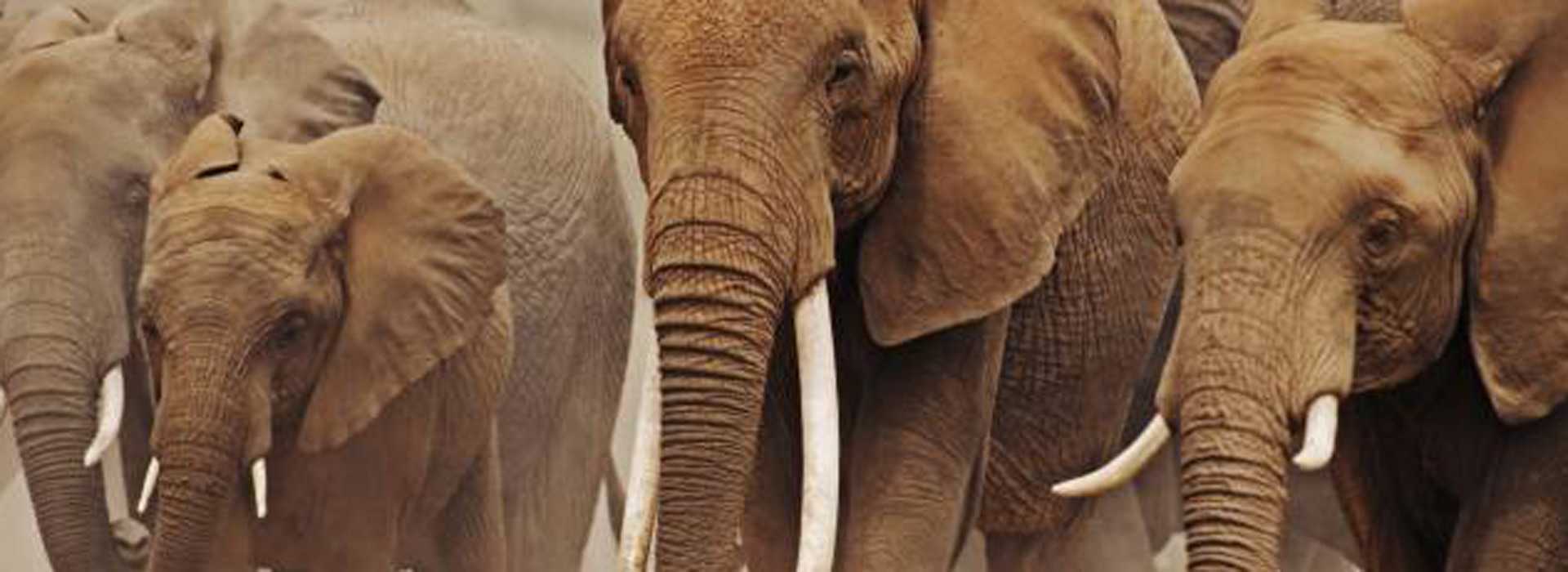 Large herd of elephants in Amboseli, Kenya