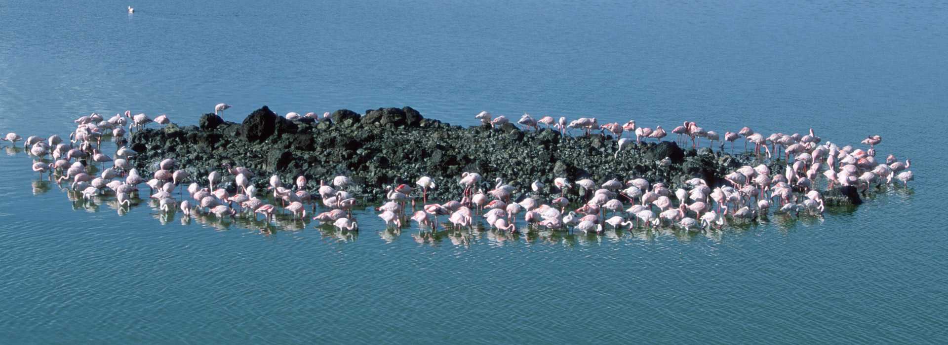 A large flock of flamingos in Arusha, Tanzania