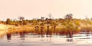 chobe national park