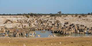 etosha national park
