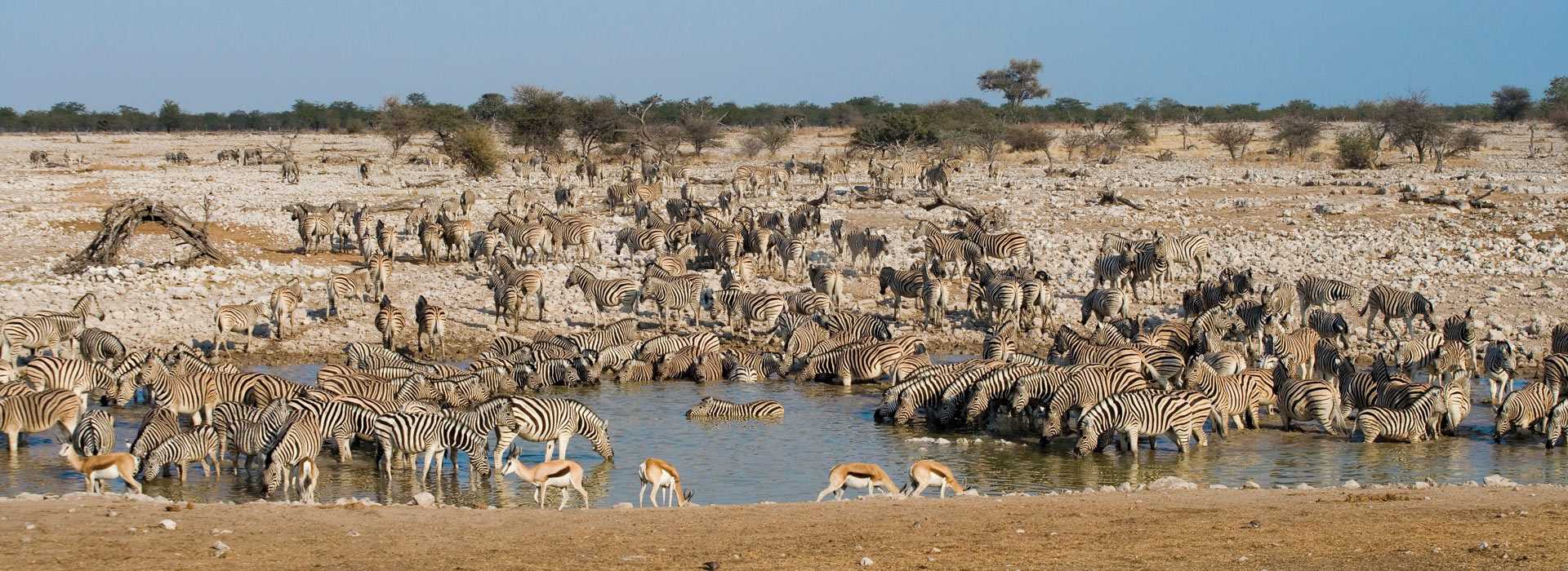 Variety of animals at the water's edge
