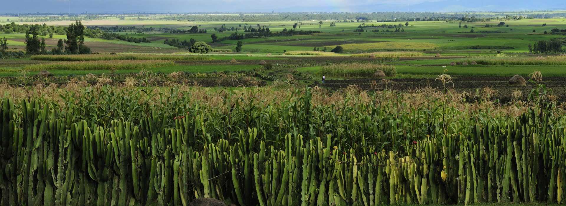 Euphorbia creates a fence in Goba, Ethiopia