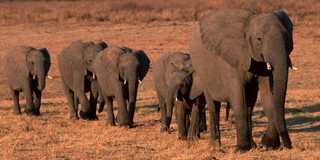 hwange national park