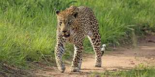 kruger national park