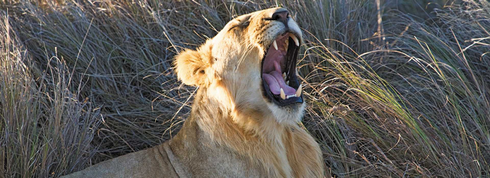 Yawning lion in Laikipia, Kenya