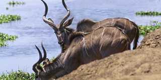lake kariba and matusadona