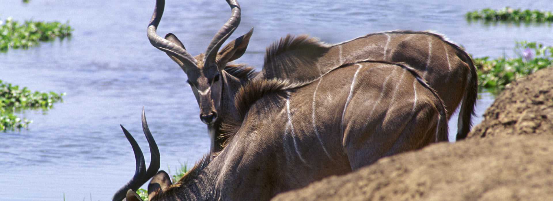Greater Kudu in Matusadona
