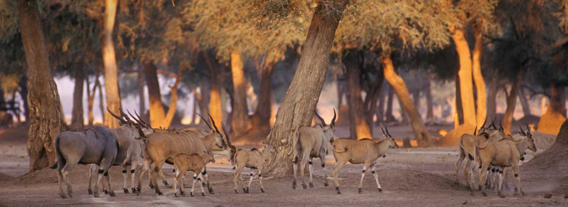 Eland in Matusadona