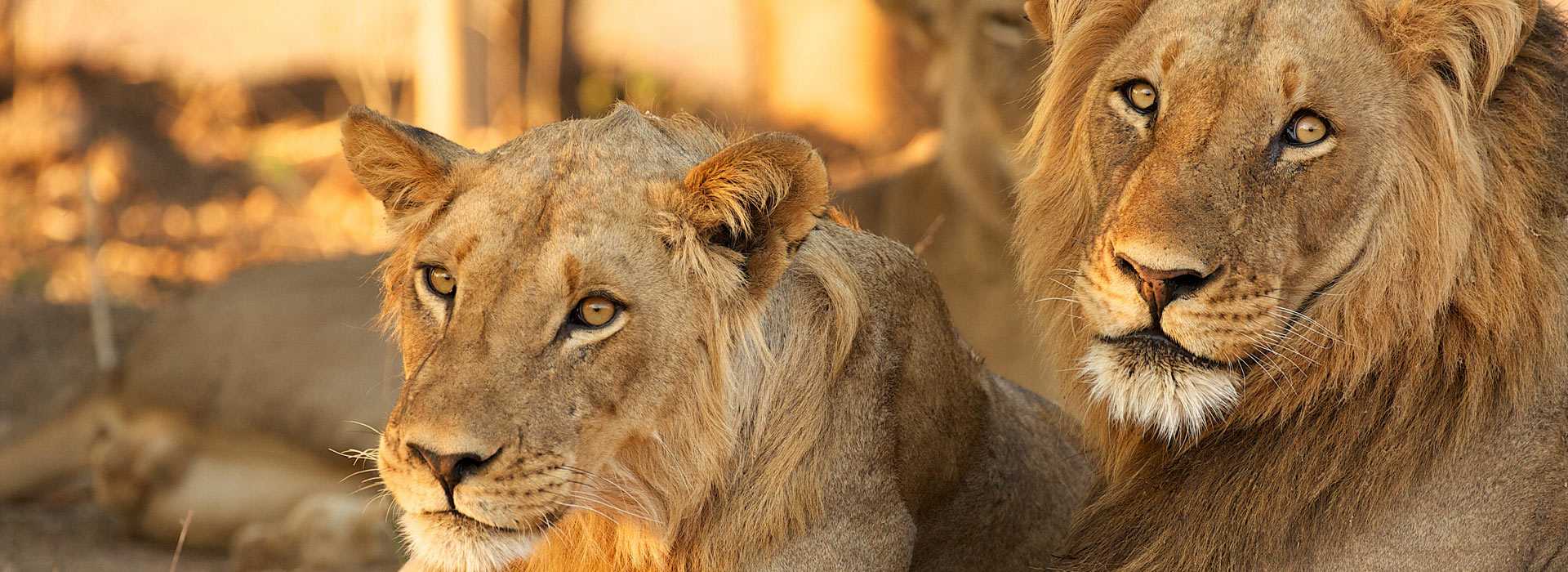 Lions